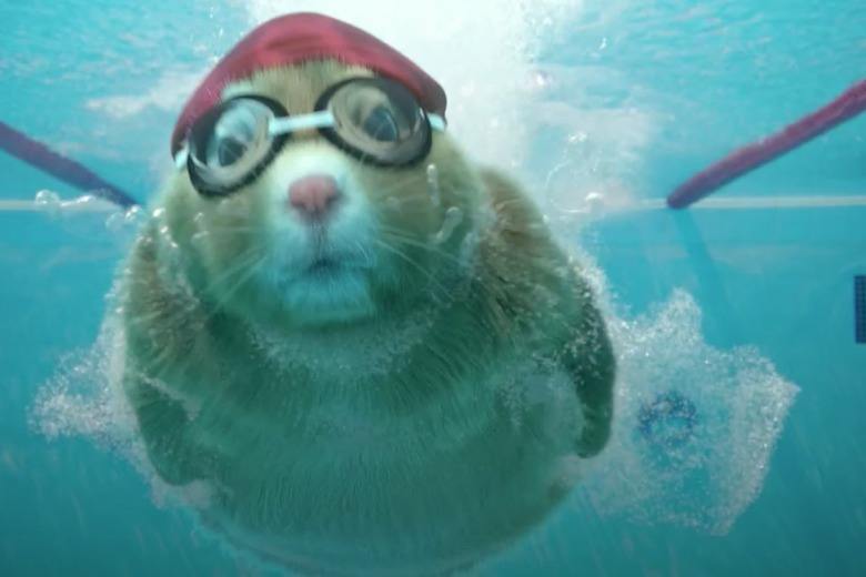 Kia Hamster Commercial >> Swimming Makes It Into Soul Hamster Cross Trainning Commercial - Video Kia Hamster Commercial >> Swimming Makes It Into Soul Hamster Cross Trainning Commercial - Video