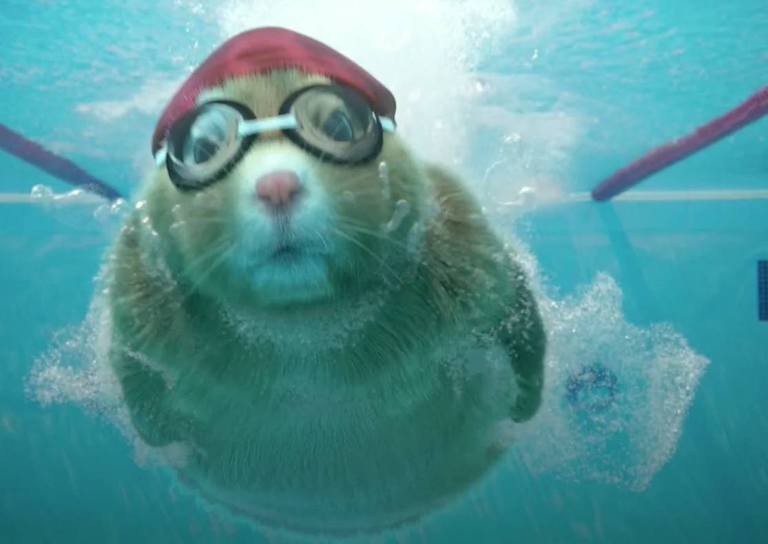 Swimming Makes It Into Soul Hamster Cross Trainning Commercial - Video