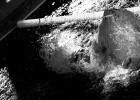 swim photographer