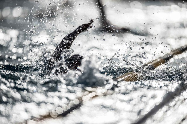 Stock by Mike Lewis Mesa 2015 (1 of 1)