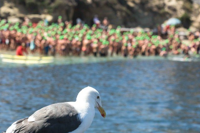 La Jolla Rough Water Swim - open water swimming - by Mike Lewis-8