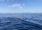 13 Water-Related Deaths Reported Since Start Of Record UK Heat Wave