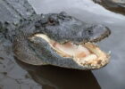 Triathlon Coach Fights off Alligator Attack in North Augusta, South Carolina
